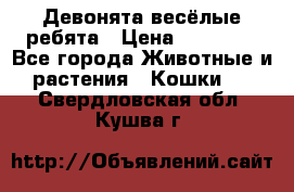 Девонята весёлые ребята › Цена ­ 25 000 - Все города Животные и растения » Кошки   . Свердловская обл.,Кушва г.